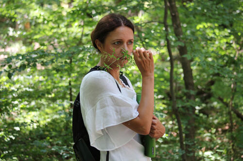 Wie schmecken und riechen Wildkräuter